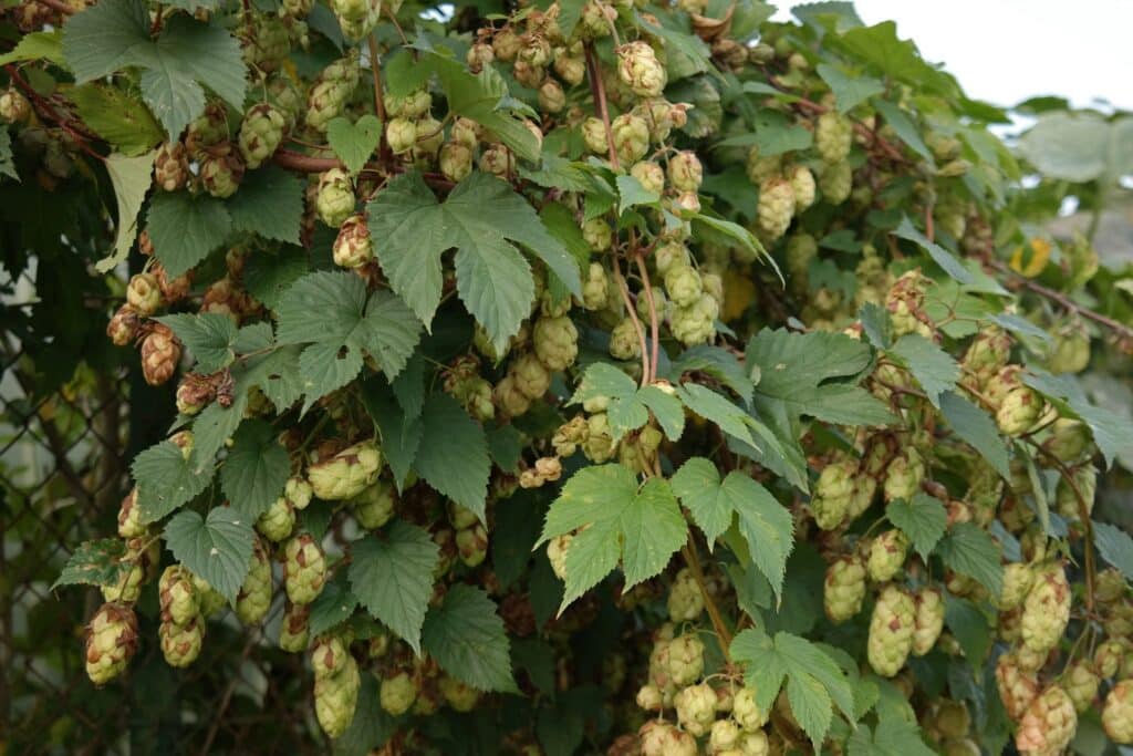 humulus lupulus estratto gocce naturali di luppolo per dormrie