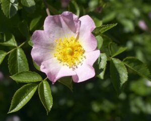rosa canina tisana rilassante