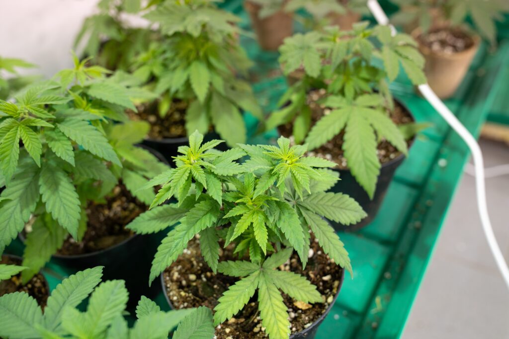 piantine cannabis light crystalweed 234 piantine cannabis legale Crystalweed