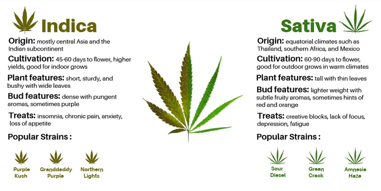 sativa indica 1 marijuana light