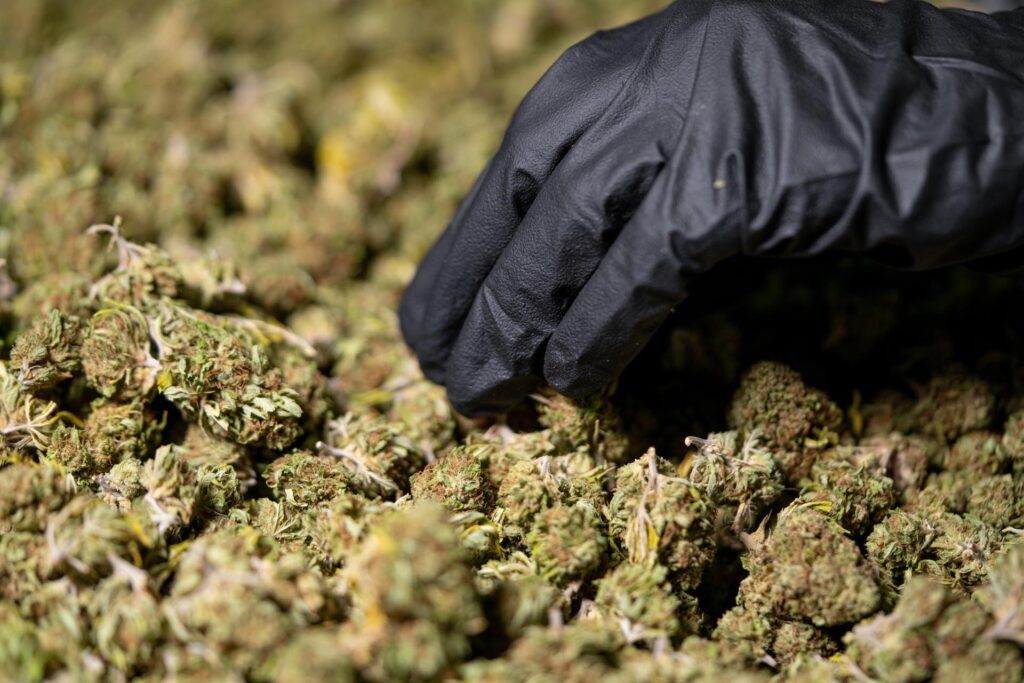 selezione cannabis light crystalweed