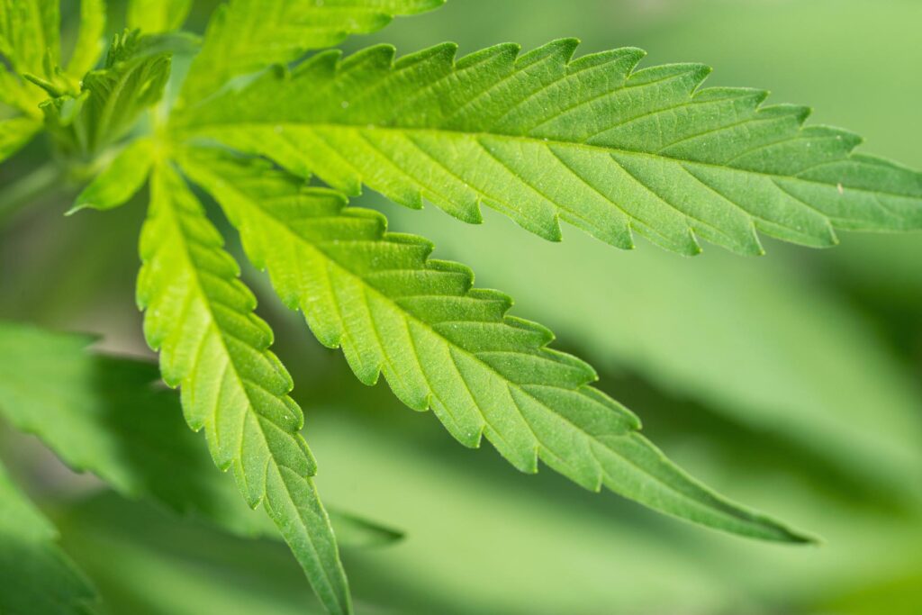 costo erba legale all'ingrosso