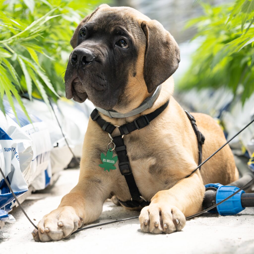 olio di CBD per cani Crystalweed