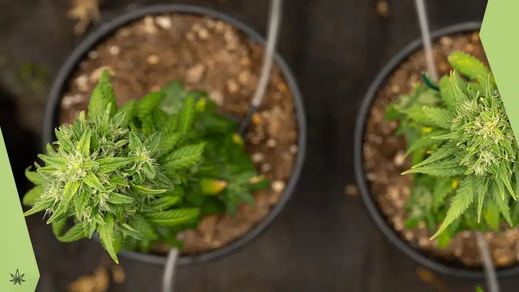 canapa sativa legale