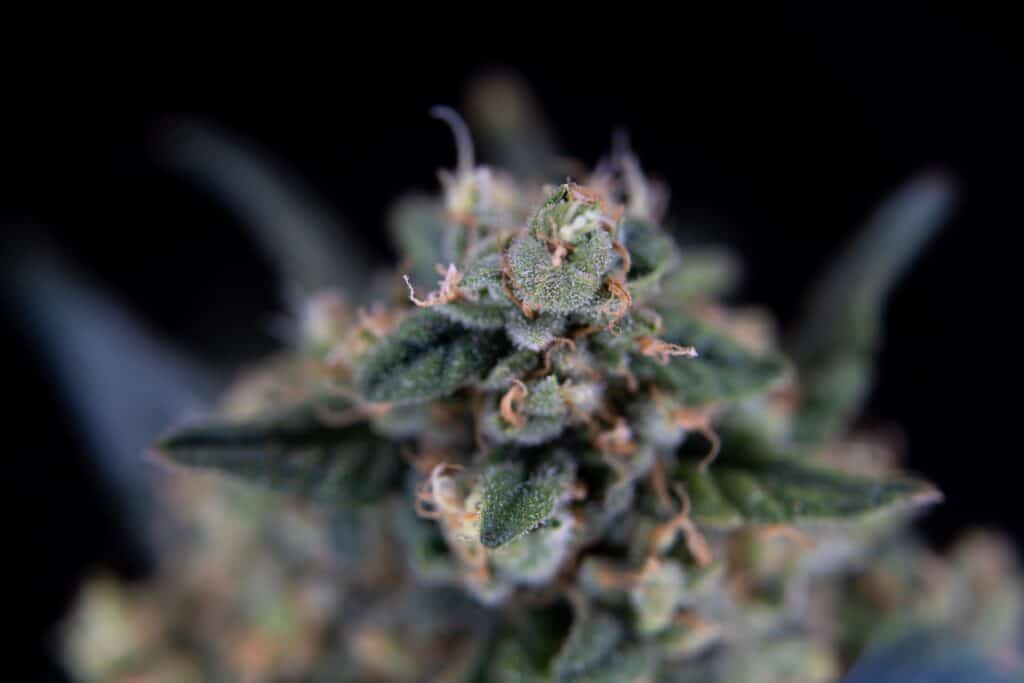 differenza tra thc e cbd 1 differenza tra THC e CBD