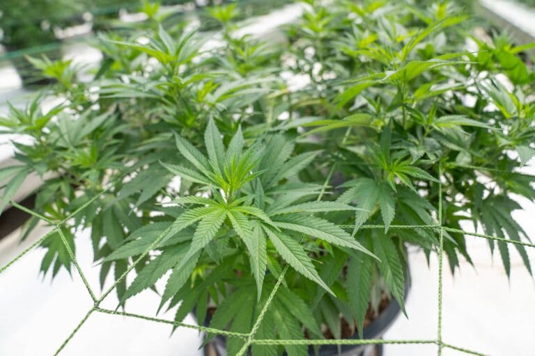 foto cannabis legale