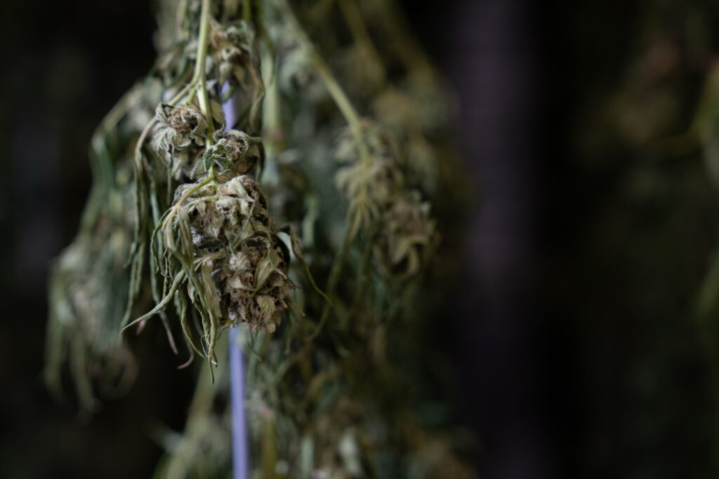 cannabis light crystalweed 4 cannabis light crystalweed 5