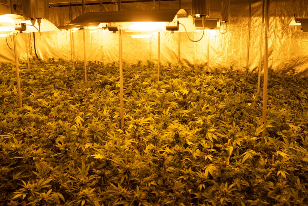 cannabis light crystalweed 5 cannabis light crystalweed 6