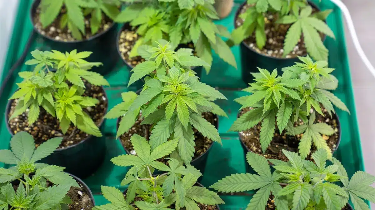 Infiorescenze di canapa Crystalweed