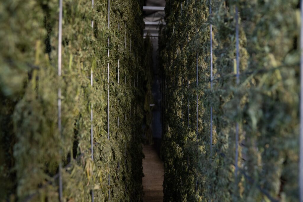 piante cannabis light alta qualita piante cannabis alta qualità