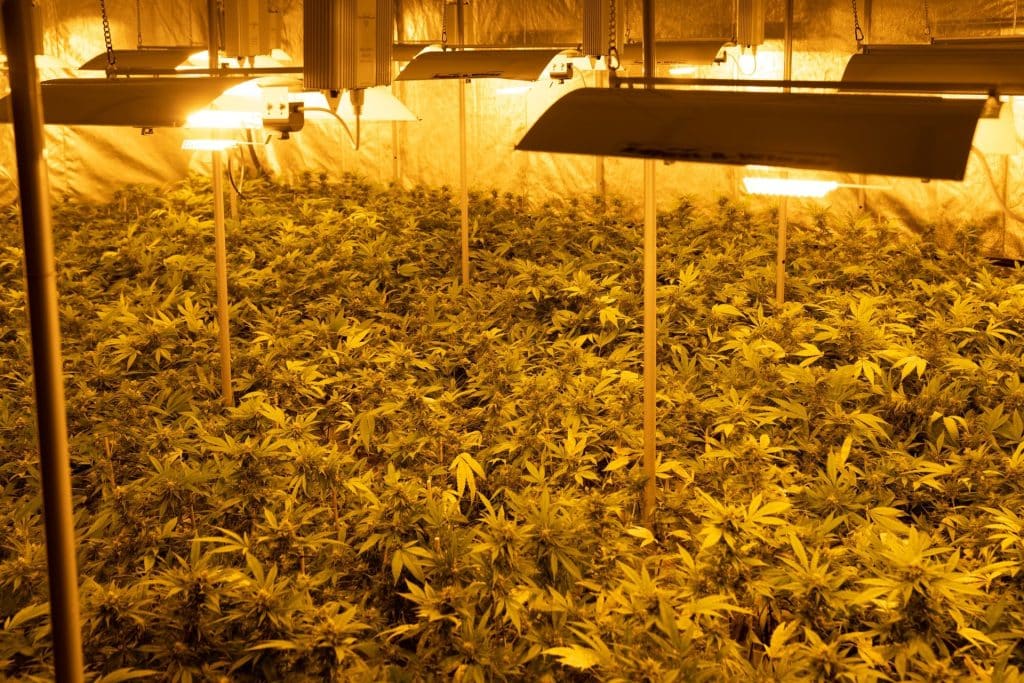 crystalweed rivenditori ufficiali di cbd