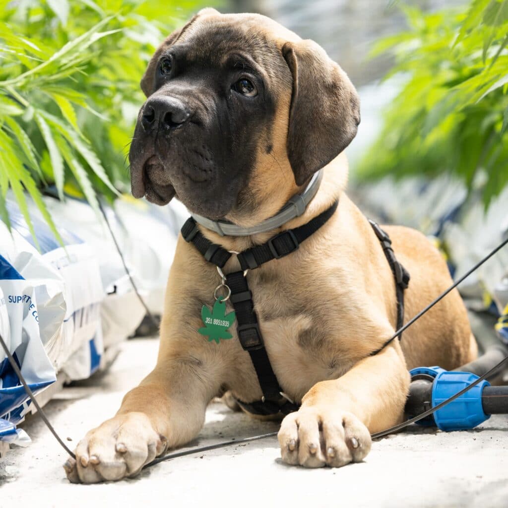 olio di cbd per cani olio di cbd per cani