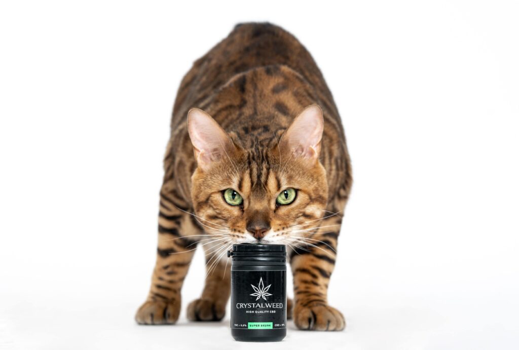 cbd per gli animali come il gatto