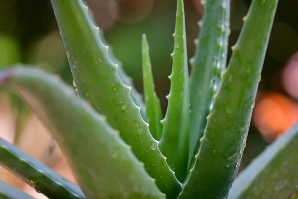 aloe vera pelle sana e luminosa aloe vera rimedio acne