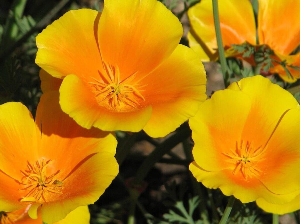 escolzia tisana rilassante Gocce di Escolzia per dormire