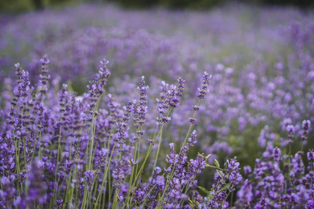 lavanda tisana rilassante gocce naturali di Lavanda per dormire