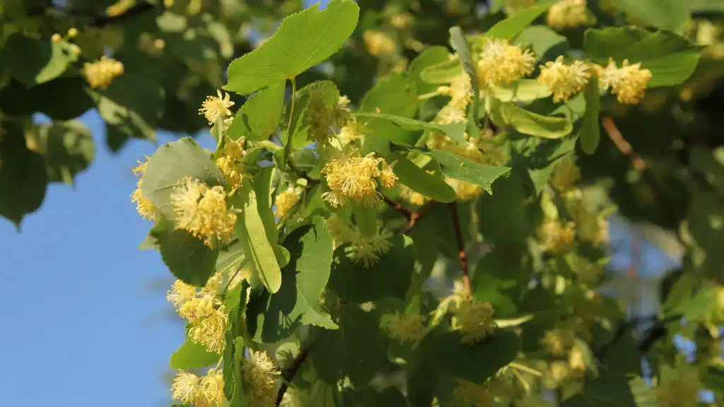 tiglio tisana rilassante gocce naturali di Tiglio per dormire