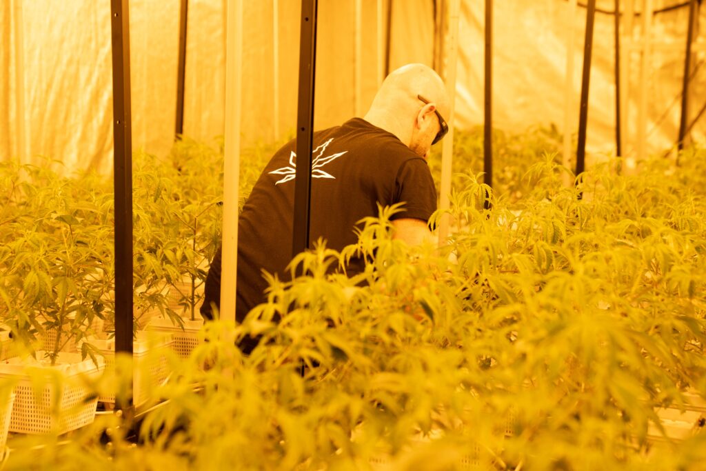 eris cura piante canapa cura piante canapa indoor