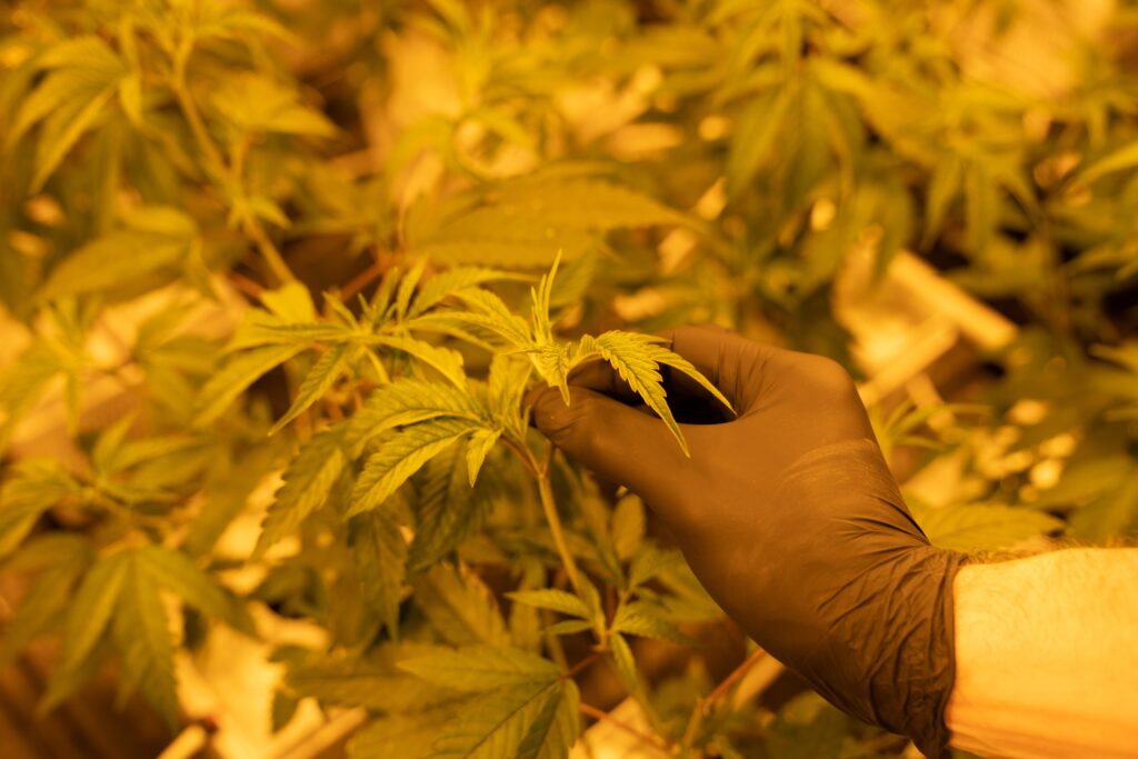 piante canapa crystalweed indoor piante canapa indoor crystalweed