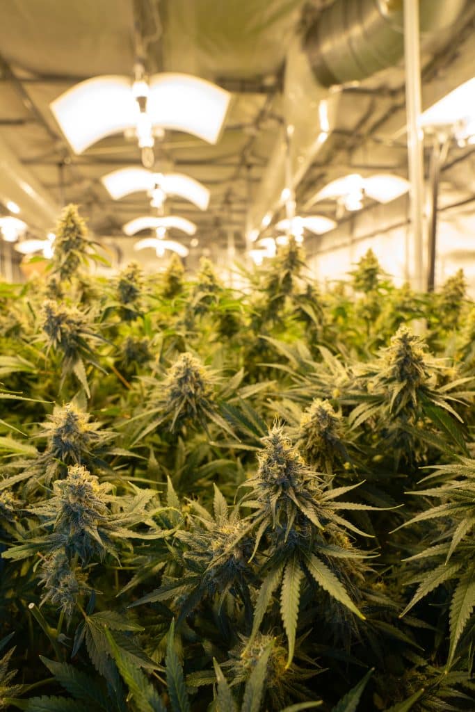 pianta canapa crystalweed cbn foto 1 pianta canapa CBN