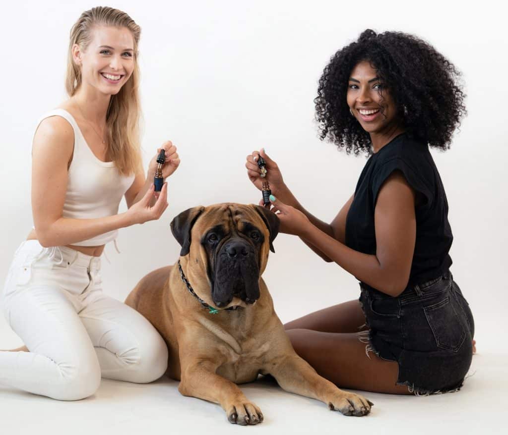 CBD cane somministrazione