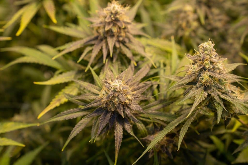 cbd corpo umano cbd interazione corpo umano