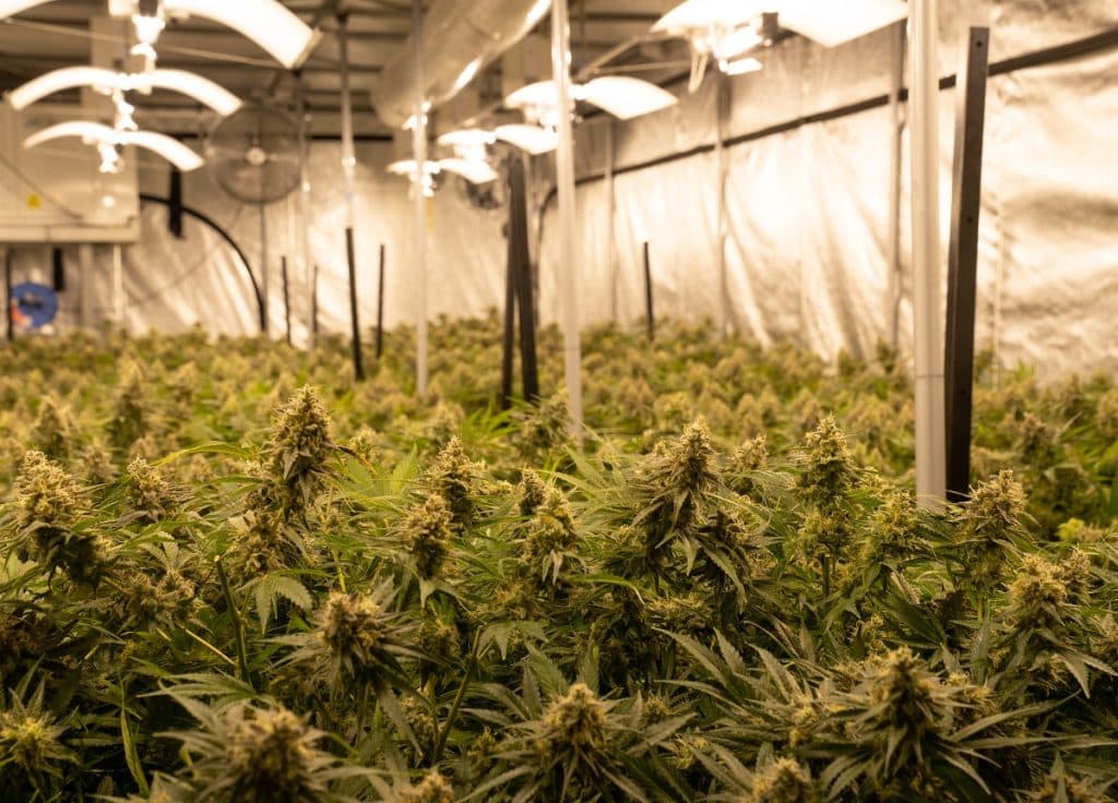 interazione cbd corpo umano cbd interazione corpo umano