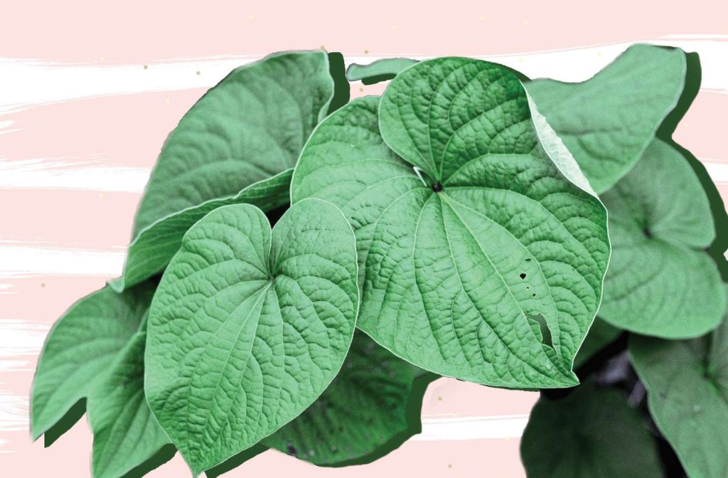 kava per calmare il nervosismo