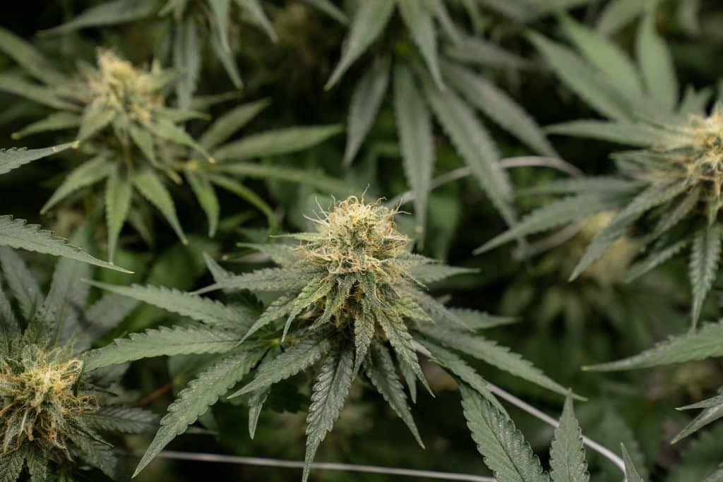 cannabidiolo foto 2 CBD storia