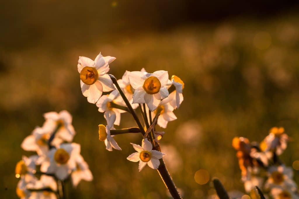 biancospino gocce naturali di biancospino per dormire