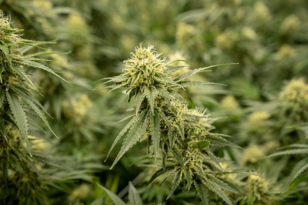 foto pianta canapa legale crystalweed Beta-cariofillene