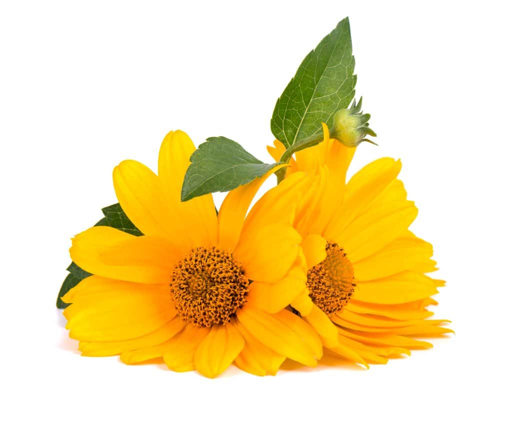 arnica foto arnica antinfiammatorio naturale