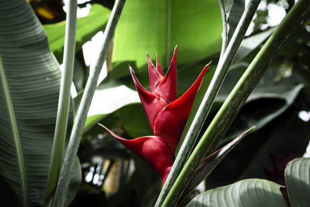 artiglio del diavolo artiglio del diavolo antinfiammatorio naturale