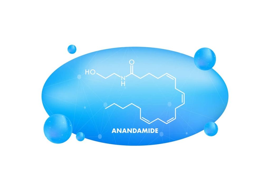 anandamide 1 1 anandamide
