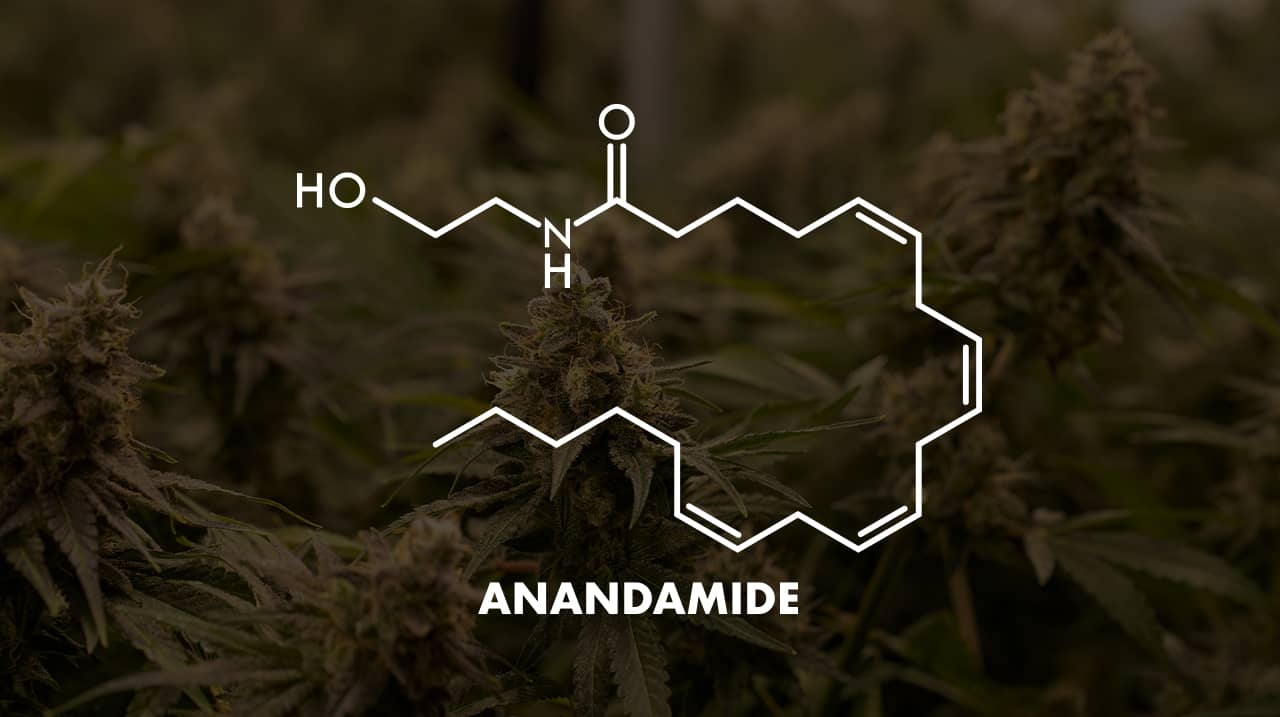anandamide foto