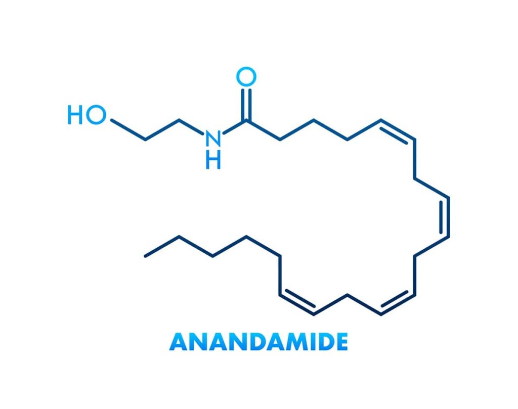 anandamide 2 1 anandamide