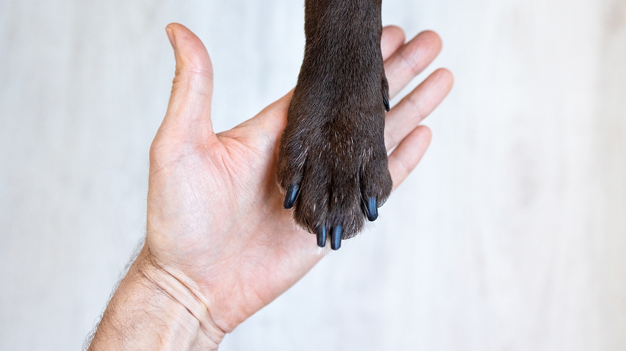 come si cura artrosi cane