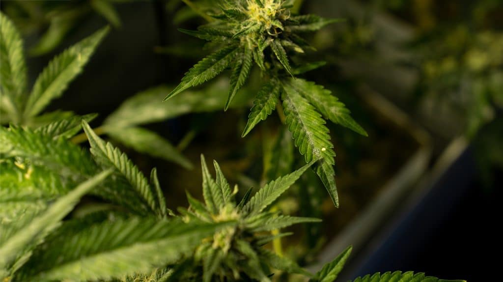 beta cariofillene terpene antinfiammatorio e analgesico CBD antinfiammatorio naturale