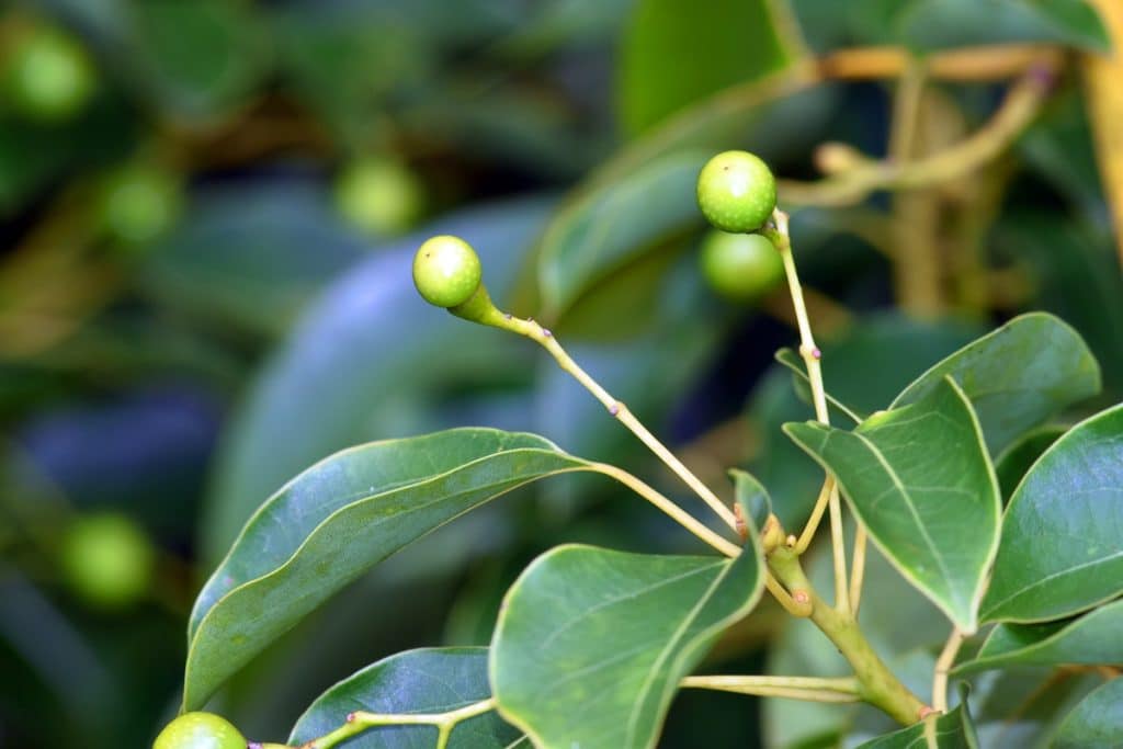 canfora canfora antinfiammatorio naturale
