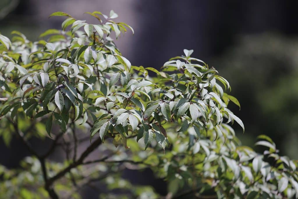 frassino insularis frassino antinfiammatorio naturale