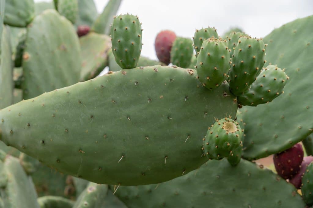 fico d india fico d'india rimedio naturale diabete