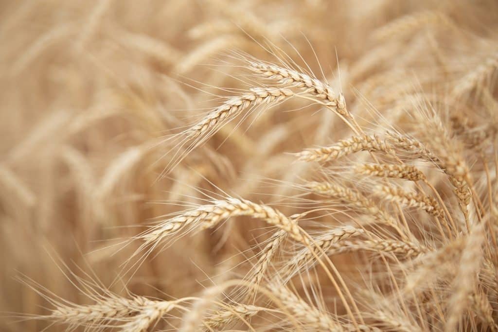 orzo foto orzo rimedio diabete