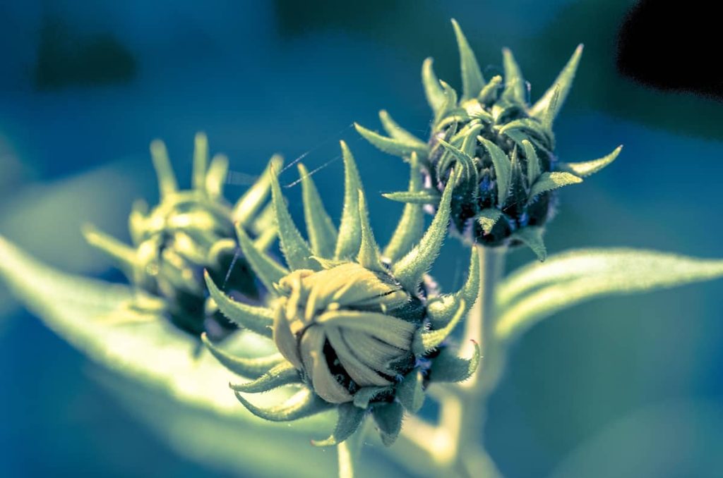 sativa indica differenza sativa e indica differenza