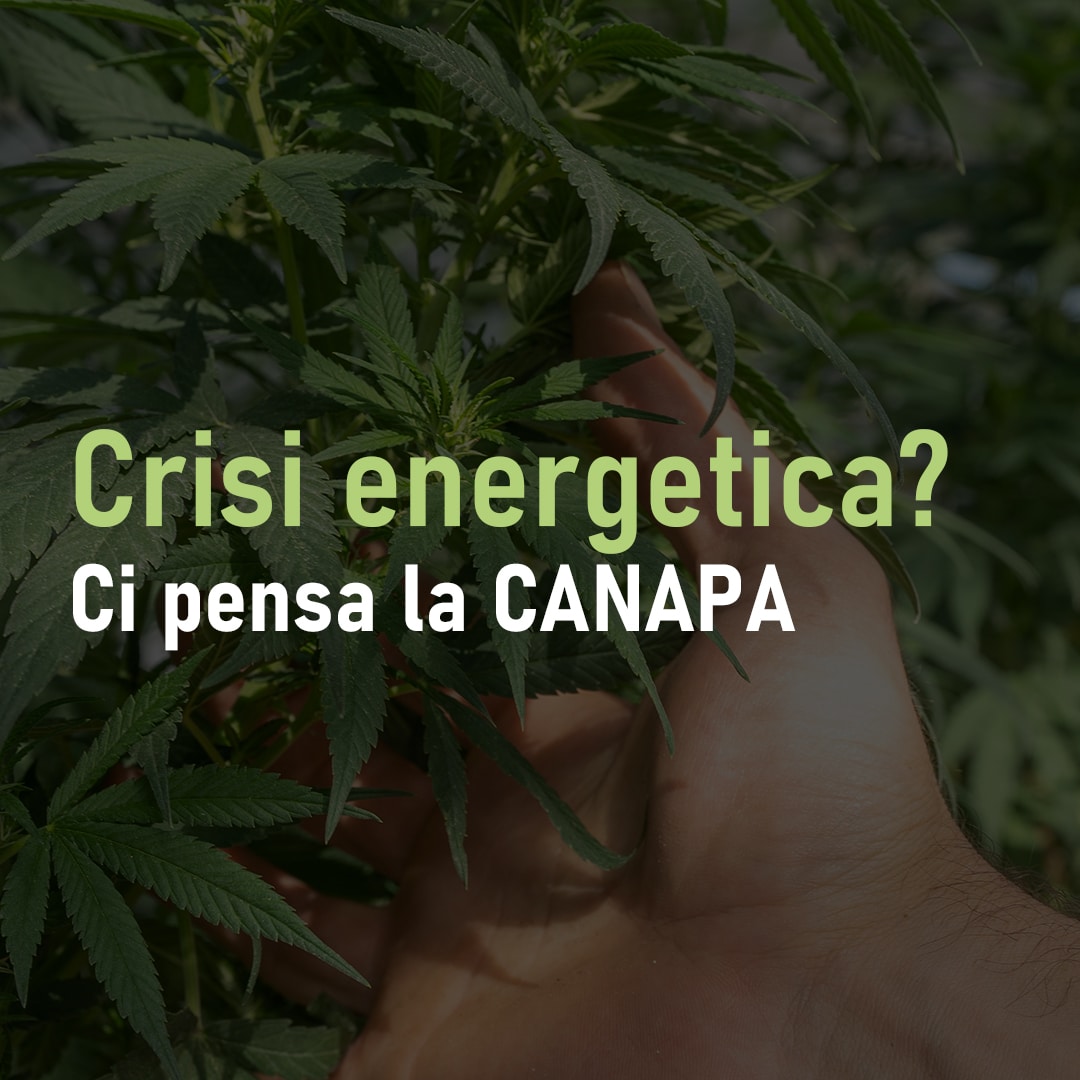 Crisi energetica? ci pensa la canapa