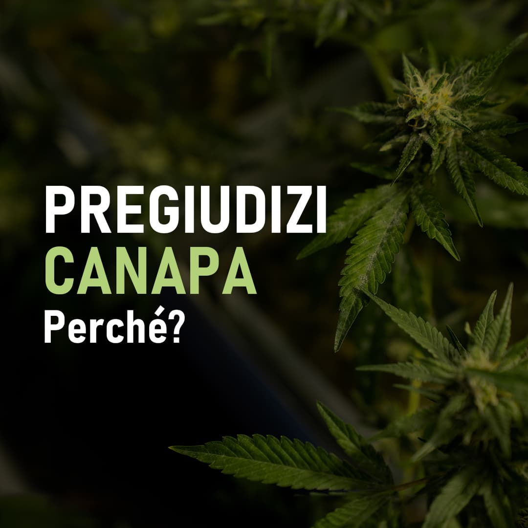 Pregiudizi canapa: perche?
