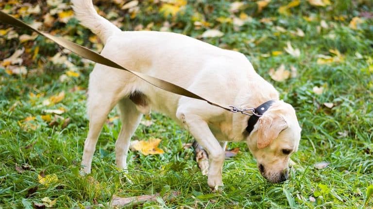 Antinfiammatorio per cane che zoppica