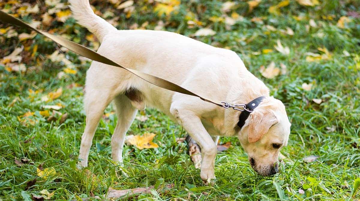 Antinfiammatorio per cane che zoppica