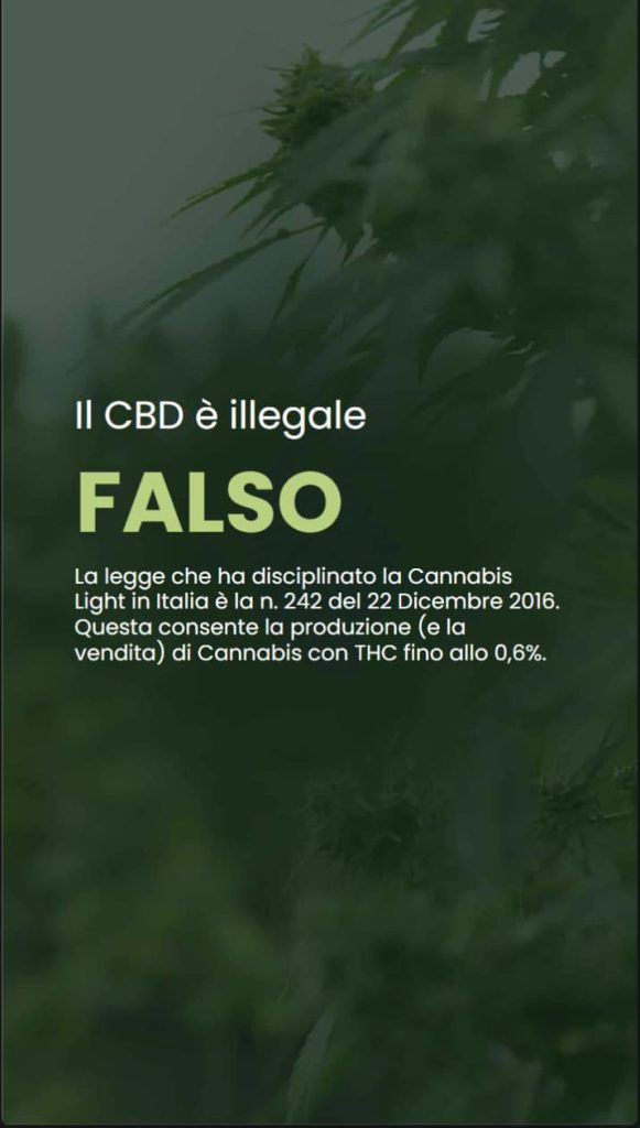 Infografica che risponde alla domanda: il CBD è illegale? Viene citata la legge italiana n. 242 del 22 dicembre 2016, specificando che la Cannabis Light con THC fino allo 0,6% è legale per la produzione e la vendita in Italia.