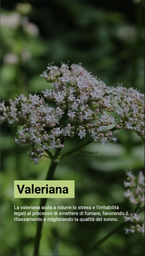 Migliori rimedi naturali per smettere di fumare 5 Foto di una pianta di valeriana. Il testo dice che la valeriana riduce lo stress e l'irritabilità, aiutando a rilassarsi e a dormire.