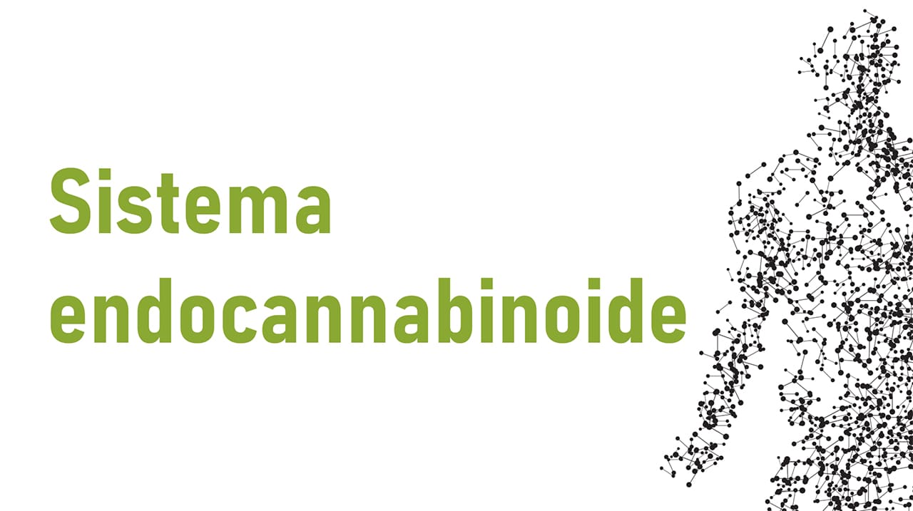 A cosa serve il sistema endocannabinoide